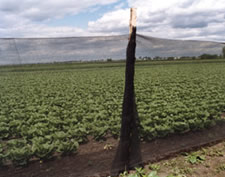 Windbreak Netting